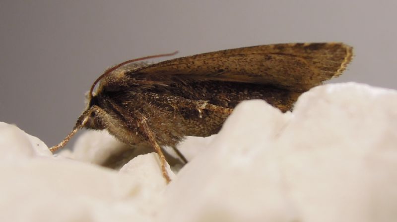 Cerastis cfr. faceta, Noctuidae